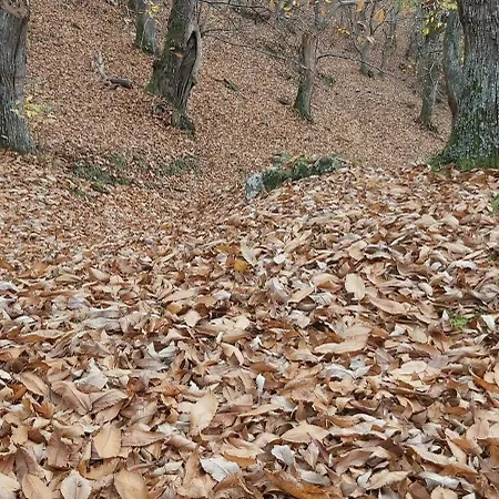 So Magic - La Casa Nel Bosco
