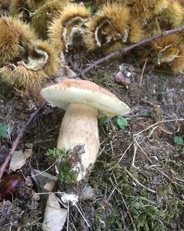 So Magic - La Casa Nel Bosco